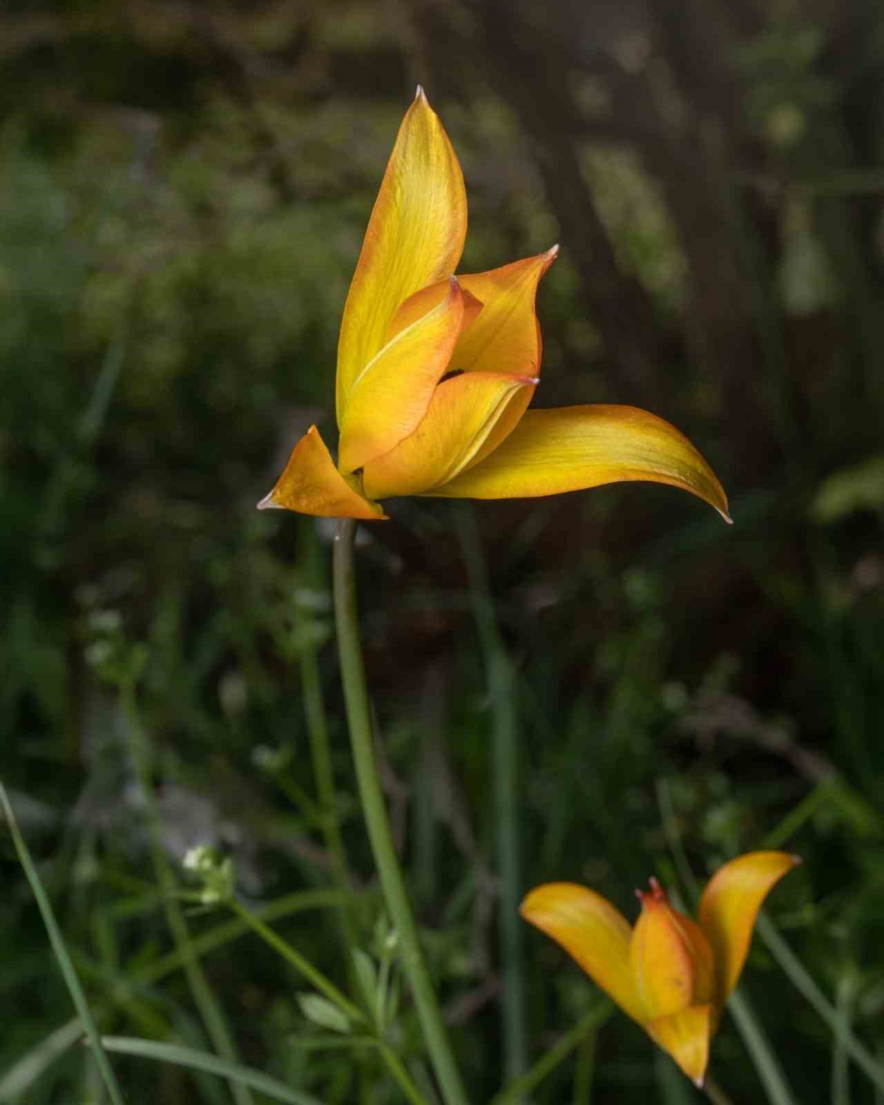 Fotoğraf tutkunları Manisa Lalesi i&ccedil;in Spil Dağına akın etti
