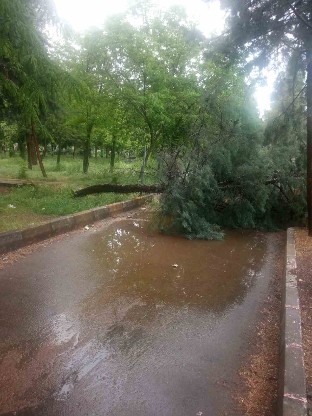 Diyarbakır&rsquo;da sağanak etkili oldu, l&uuml;ks otomobil devrilen ağacın altında kaldı
