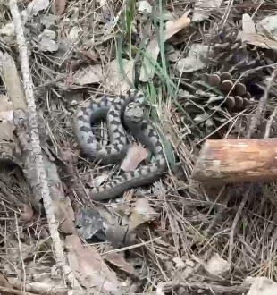 Nadir görülen zehirli boynuzlu engerek yılanı Bolu’da görüntülendi