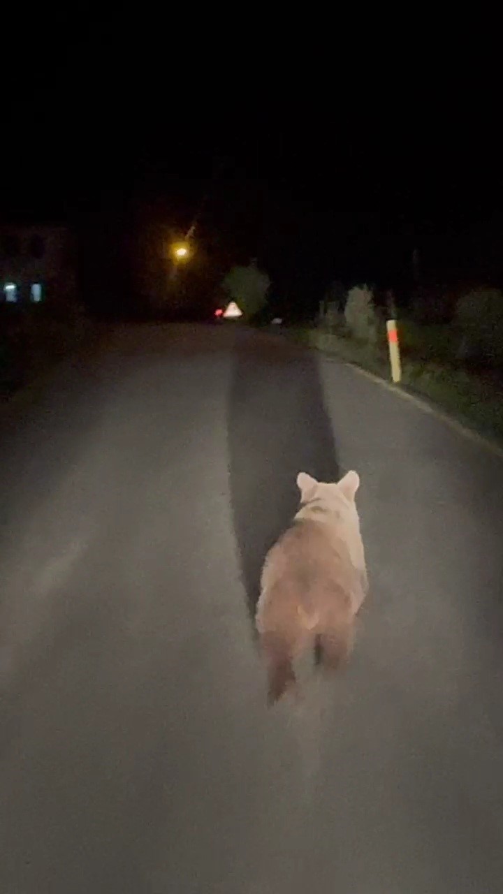 Köy yolunda koşan ayı kamerada