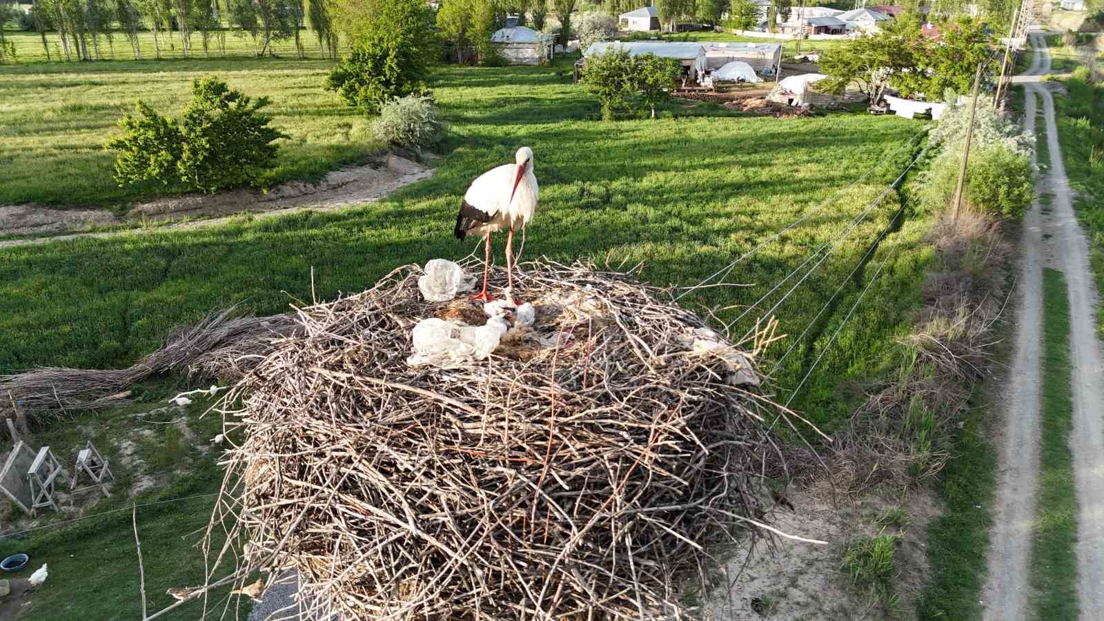 Iğdır’da elektrik direkleri leylek yuvasına dönüştü: O yuvalar havadan görüntülendi