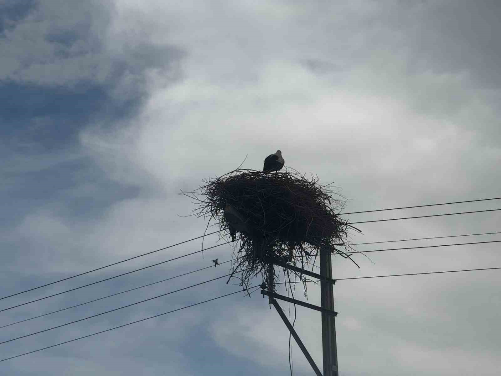 Iğdır’da elektrik direkleri leylek yuvasına dönüştü: O yuvalar havadan görüntülendi