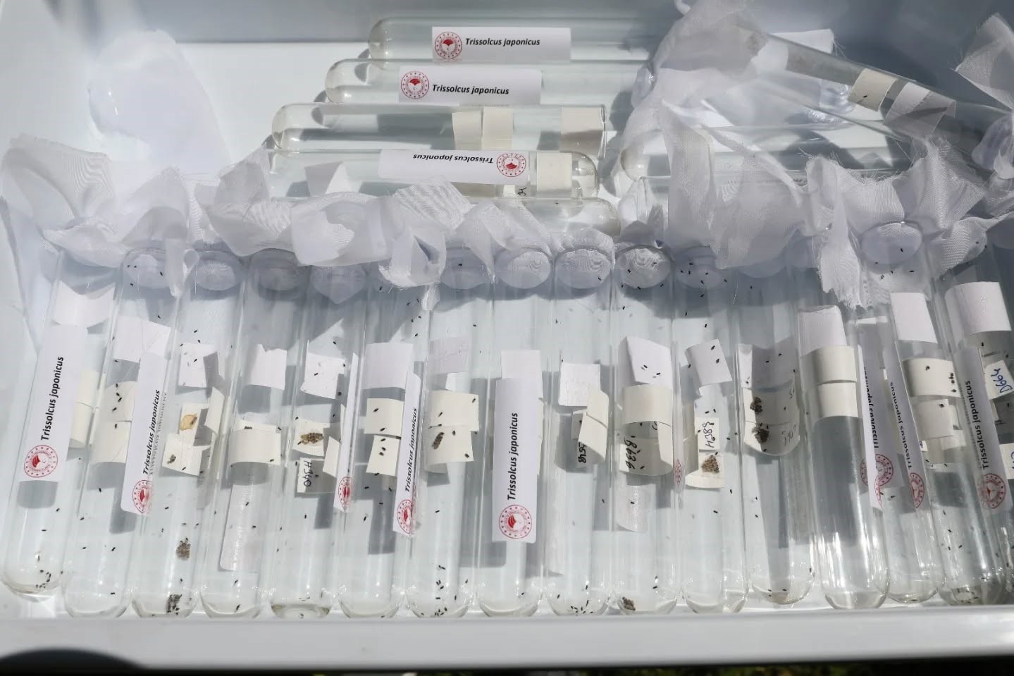 Salihli’de 3 bin ‘Samuray Arıcığı’ doğaya salındı