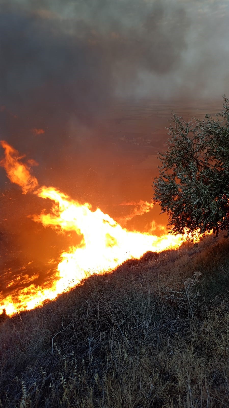 Hatay’da zeytinlikte yangın