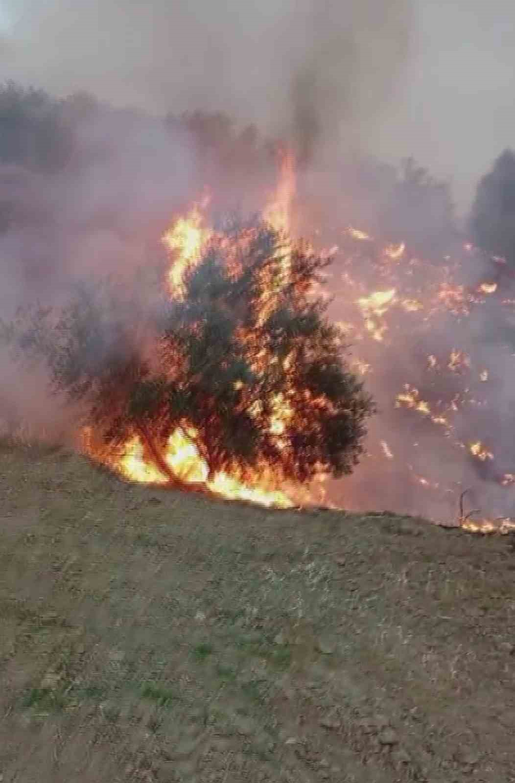 Hatay&rsquo;da zeytinlikte yangın
