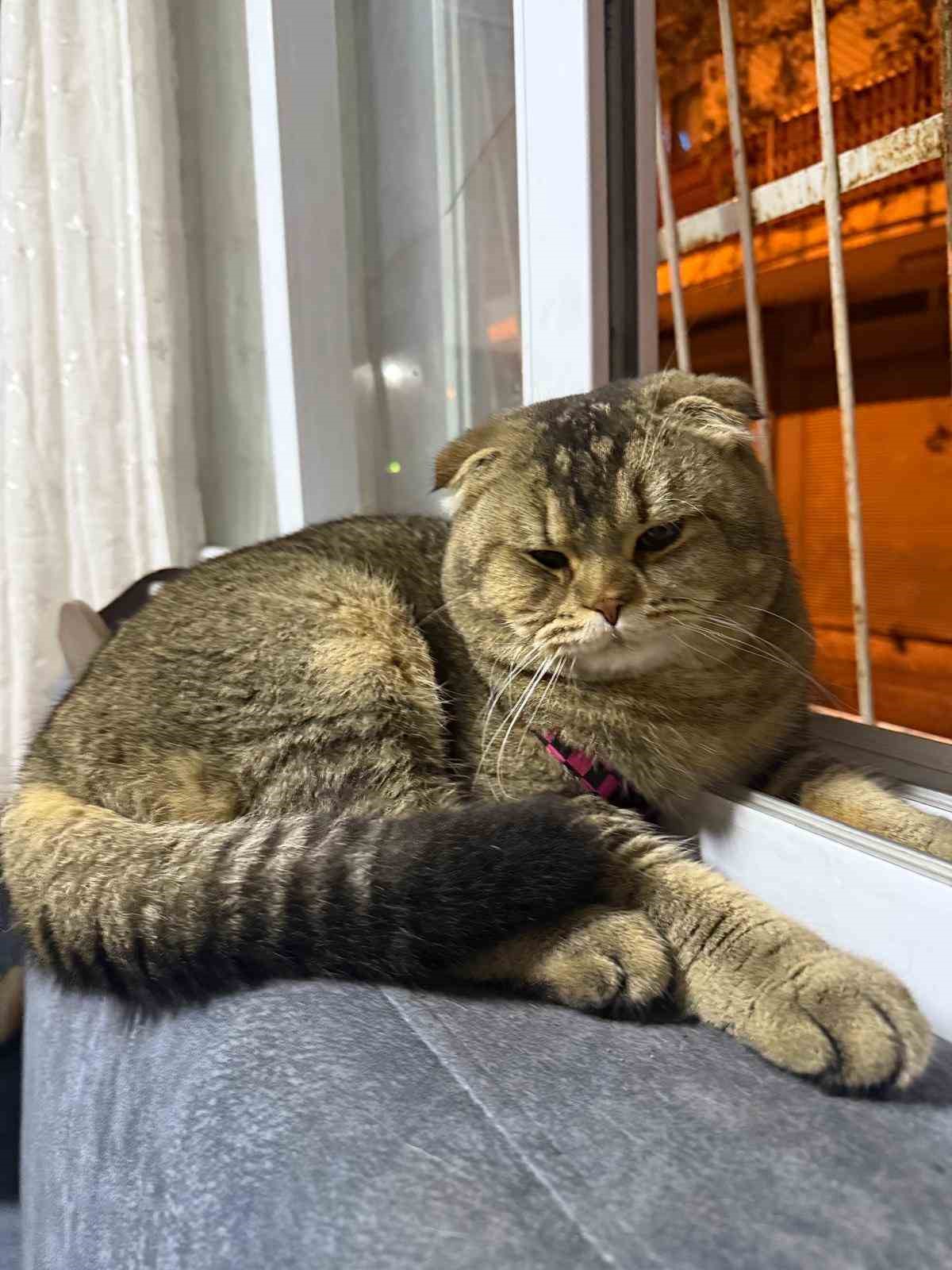 Kayıp kedi bulunmazsa kocası boşayacak
