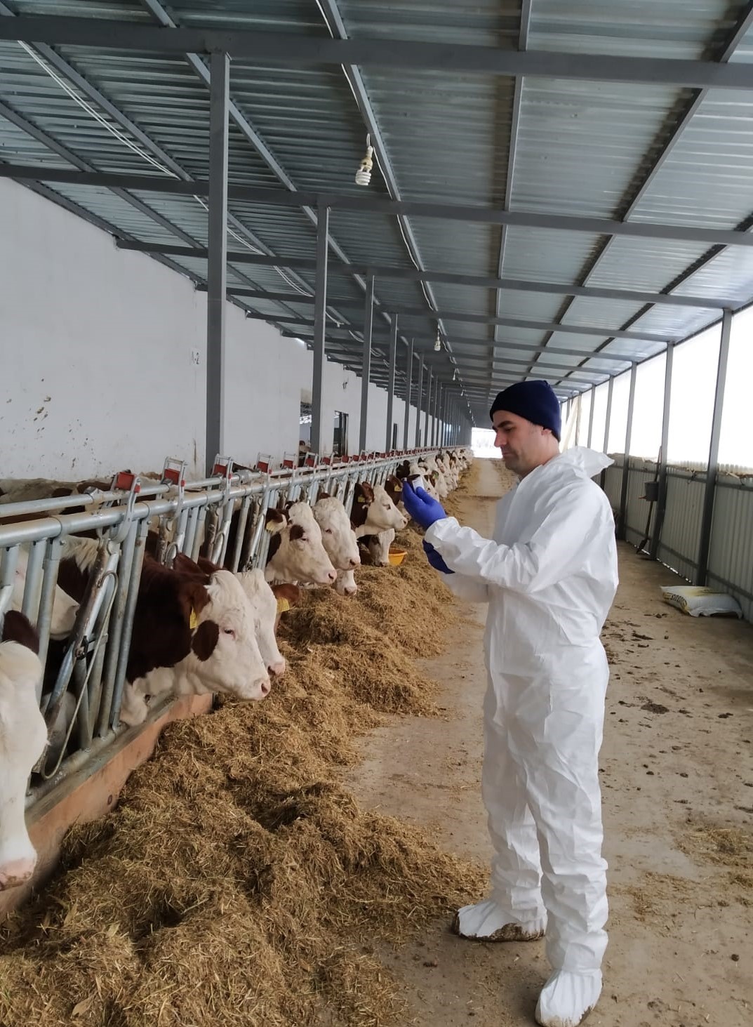 Tokat’ta 253 bin büyükbaş hayvan aşılandı
