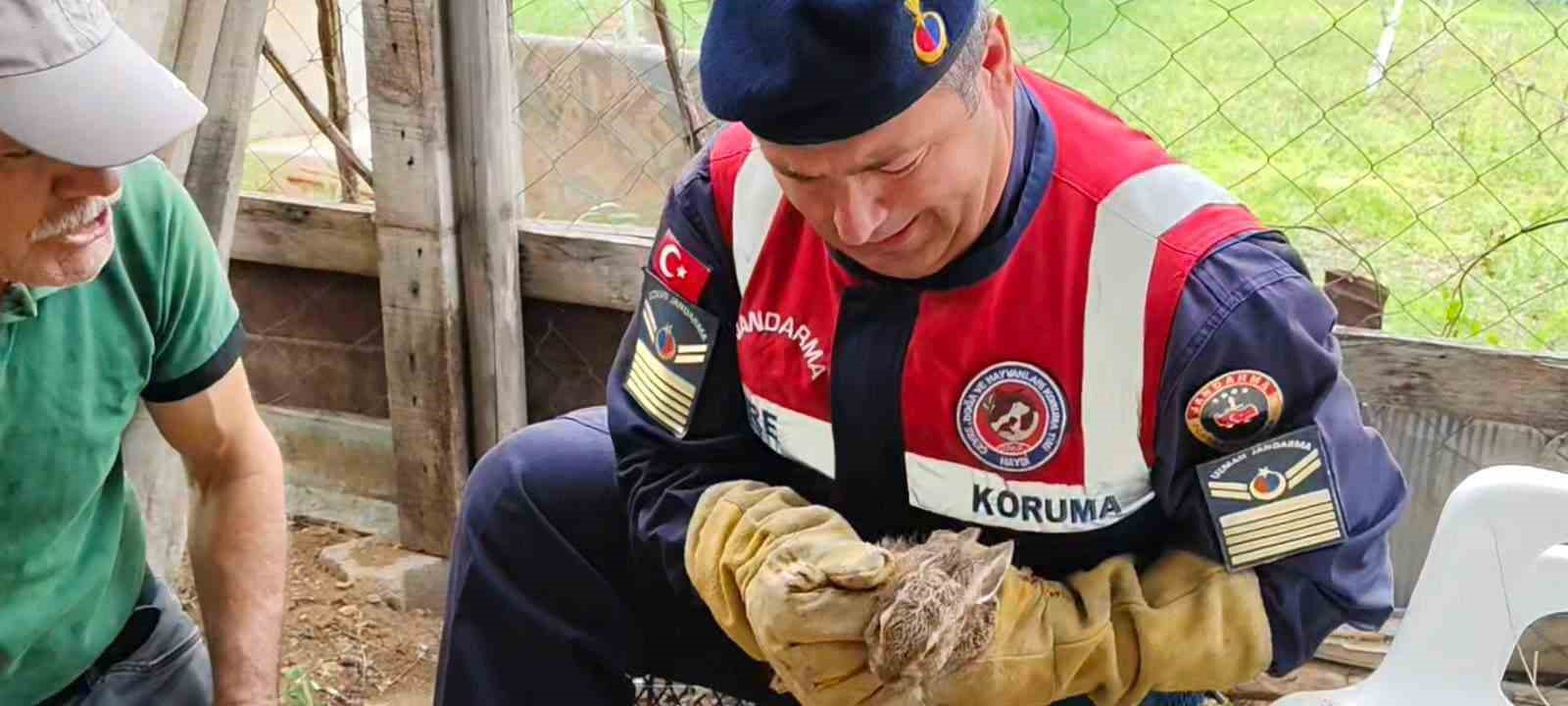 Yavru yaban tavşanına jandarmadan yardım eli