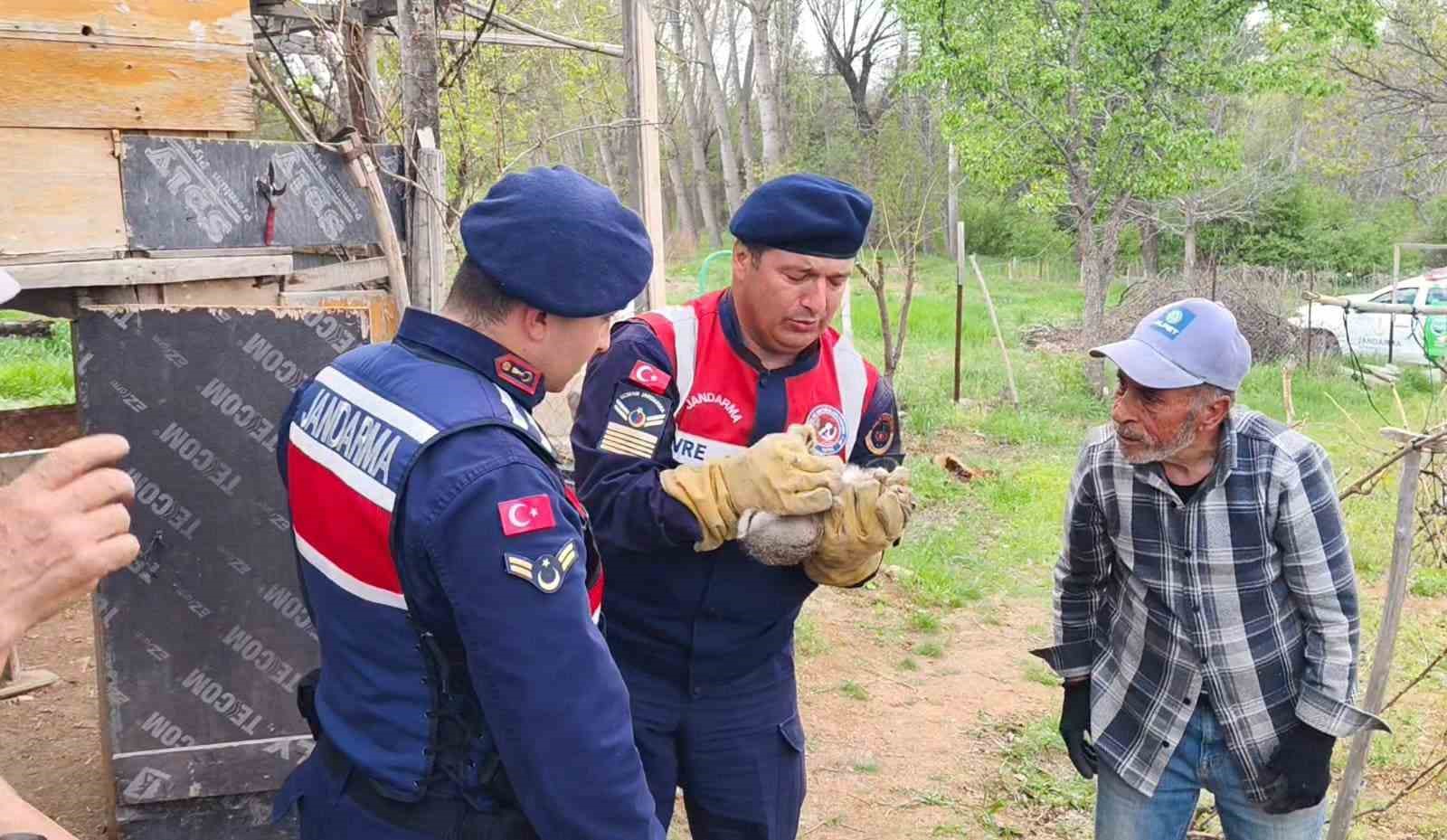 Yavru yaban tavşanına jandarmadan yardım eli
