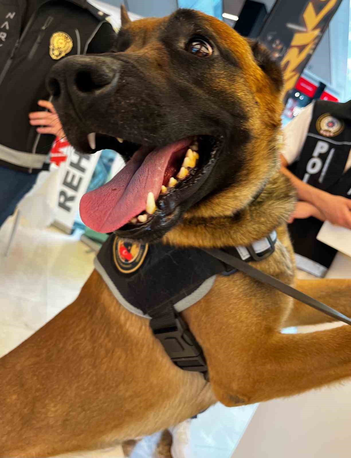 &rsquo;Carlos&rsquo; ge&ccedil;it vermedi: Dorsede 115 kilo skunk ele ge&ccedil;irildi
