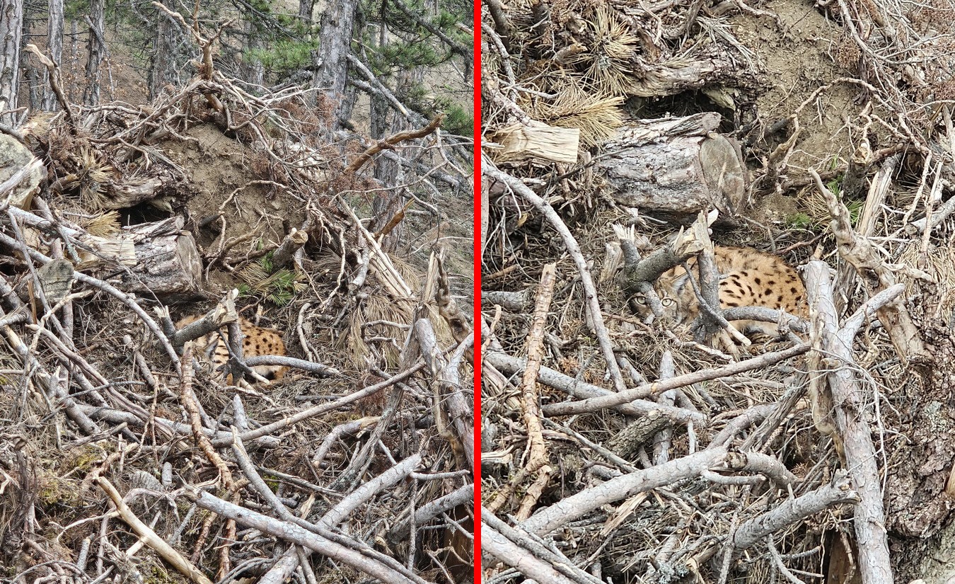 Bolu&rsquo;da nesli tehdit altındaki vaşak ve yavruları g&ouml;r&uuml;nt&uuml;lendi
