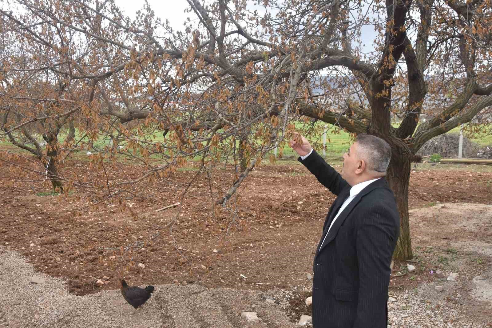 Sadıkoğlu: "Verilecek destekler sadece kayısıyı değil, şehrimizin geleceğini ilgilendiriyor"