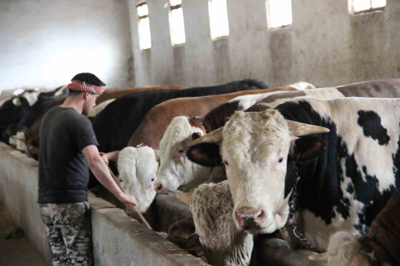 1 ton 150 kilogram ağırlığındaki "Paşa" 380 bin TL’ye alıcısını bekliyor
