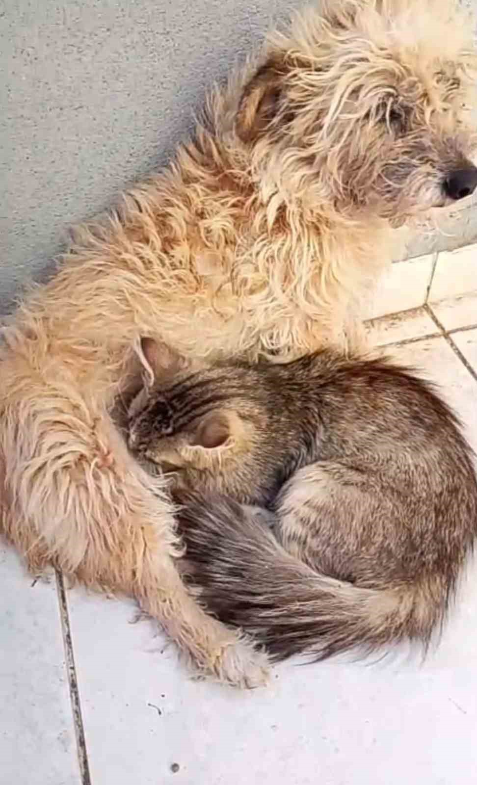 Tarçın adlı dişi köpek kedilere annelik yapıyor
