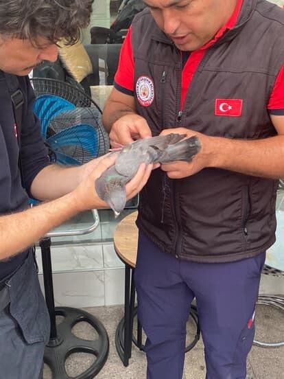 Mersin’de çatıda mahsur kalan güvercini itfaiye kurtardı
