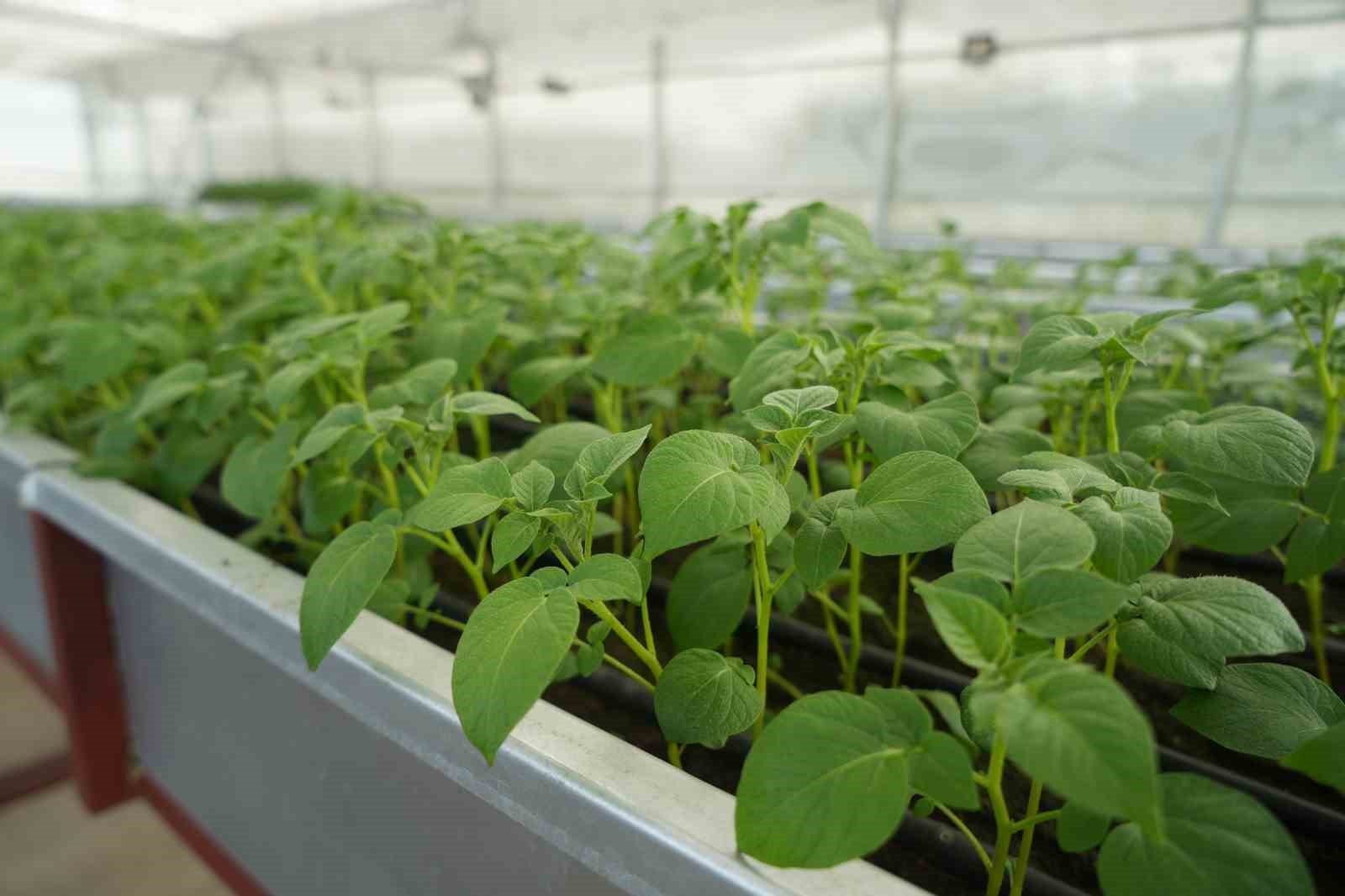 Cipslik yerli patates ’Uğur’ tescillendi