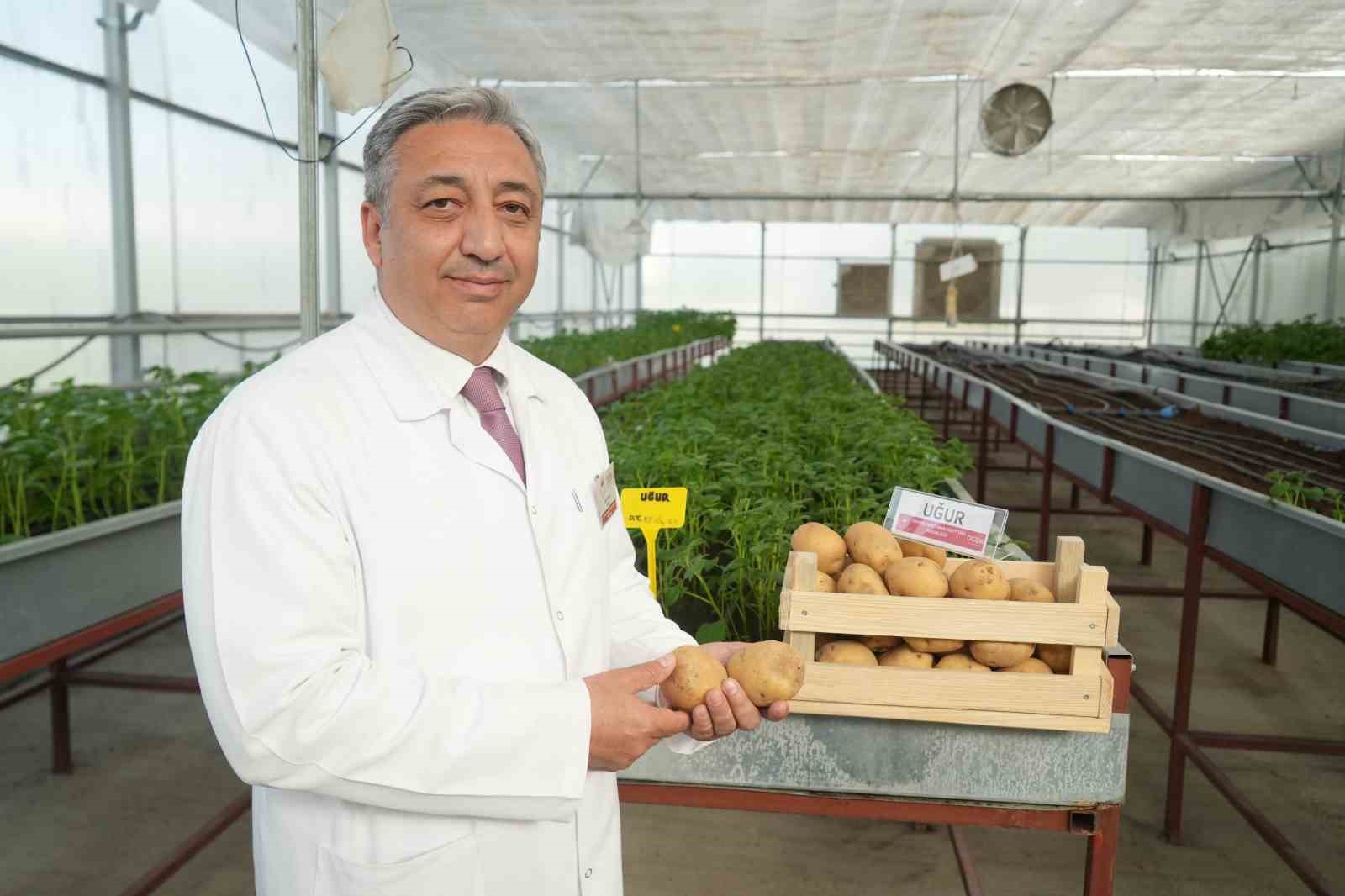 Cipslik yerli patates ’Uğur’ tescillendi