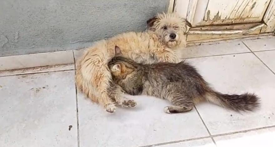 Tarçın adlı dişi köpek kedilere annelik yapıyor