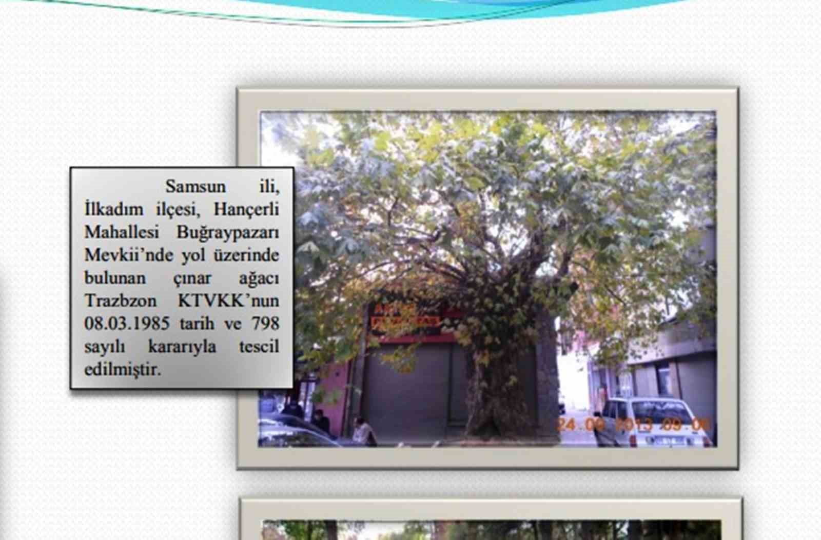 Dış kabuğunun üstünde duran asırlık çınar ağacı görenleri şaşkına çeviriyor