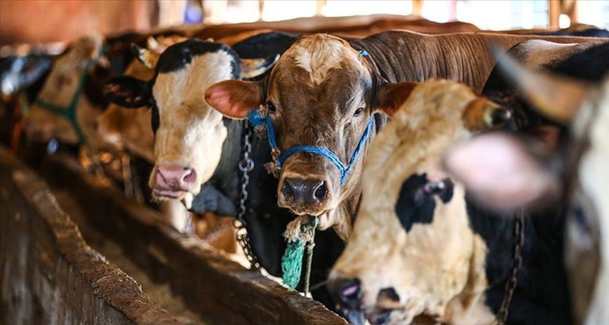 Bayramda ka&ccedil;abilecek kurbanlıkları yakalamak i&ccedil;in bunlara dikkat

