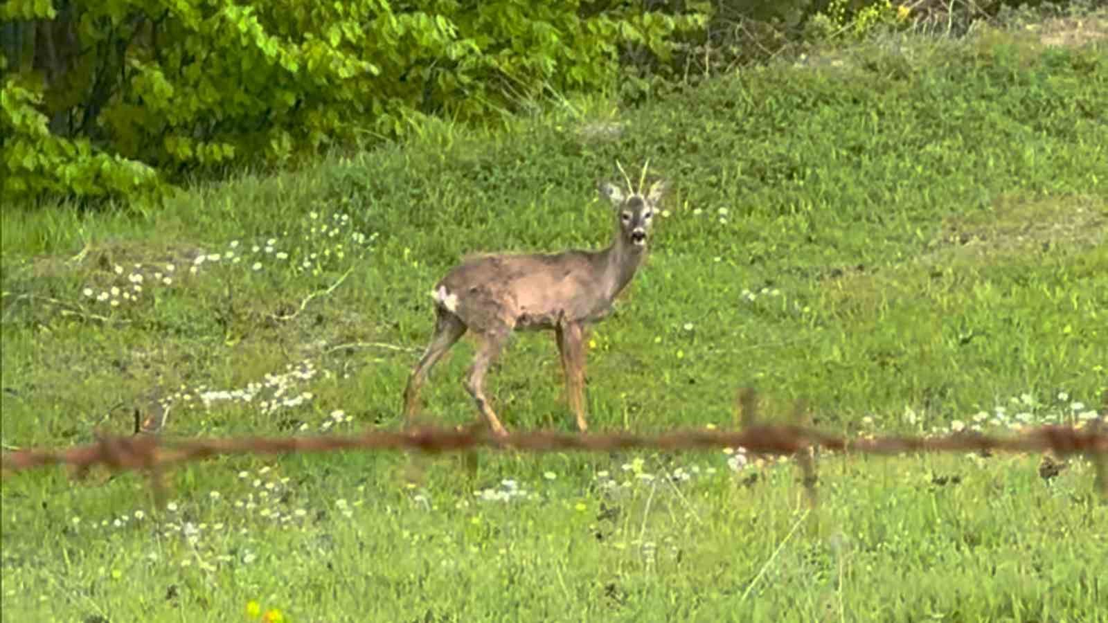Yaylada otlayan karaca kamerada