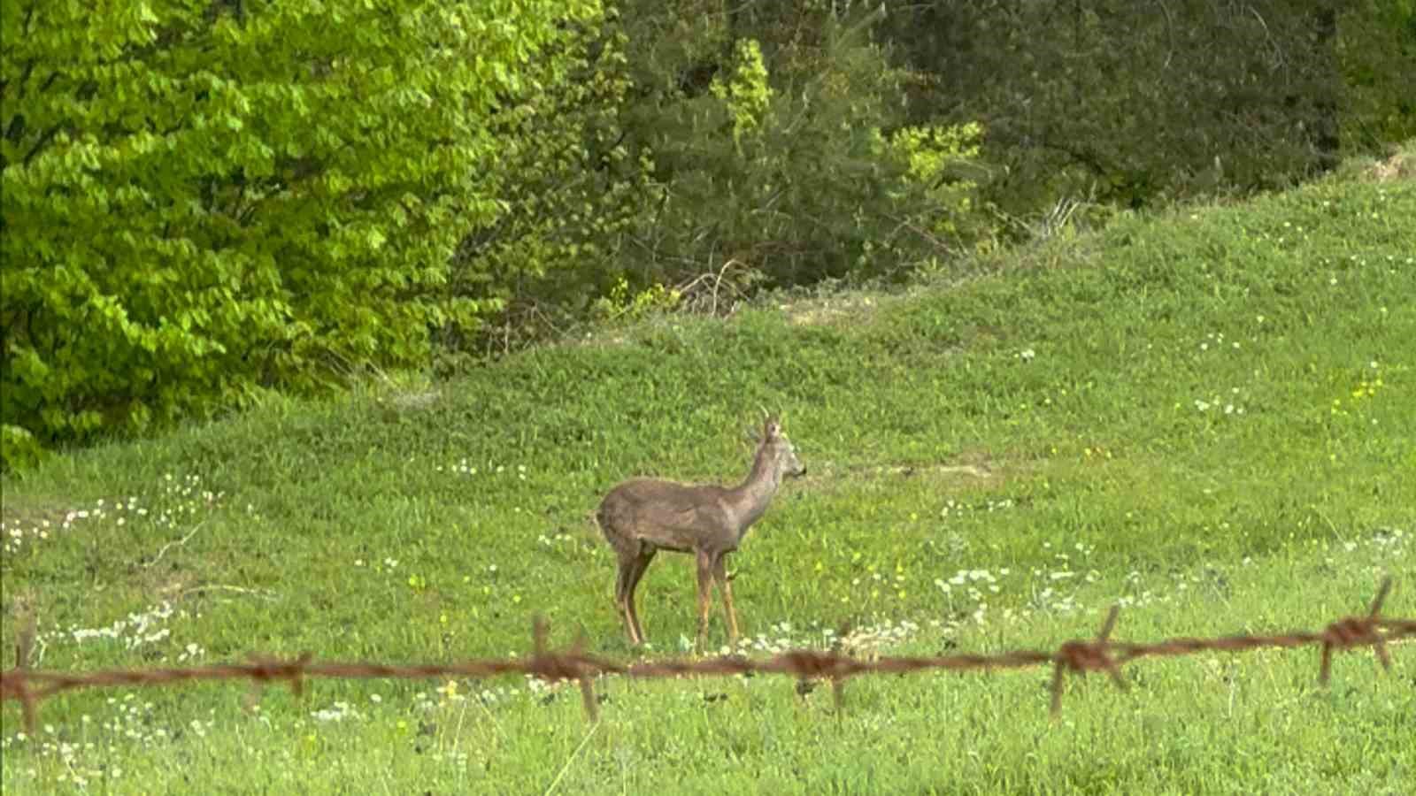 Yaylada otlayan karaca kamerada
