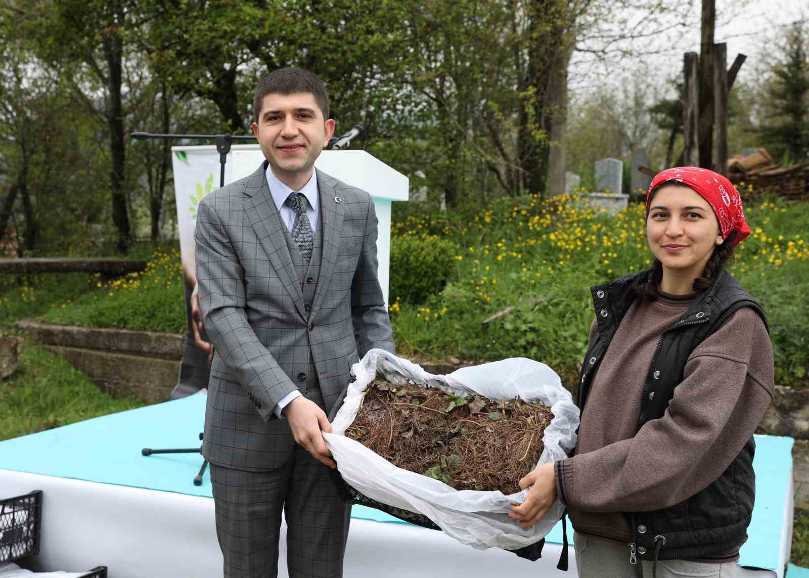 Samsun’da üreticilere 150 bin çilek fidesi desteği