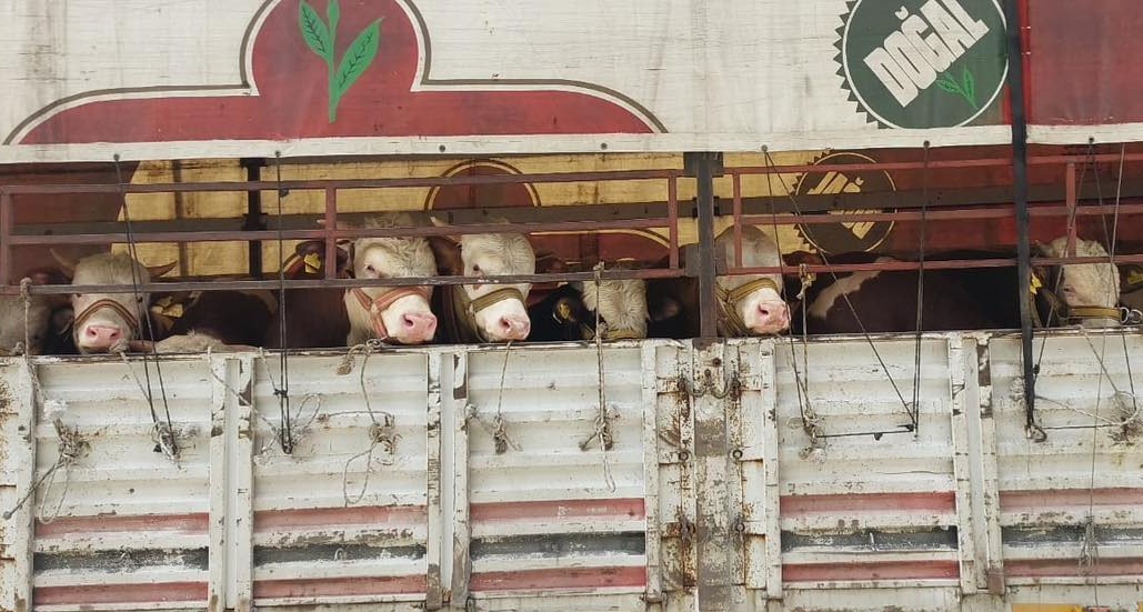 Salihli’de kurbanlık nakli yapan araçlara sıkı denetim