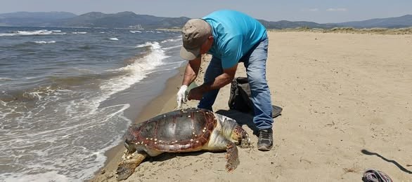 Kuşadası’nda deniz kaplumbağası kıyıya vurdu
