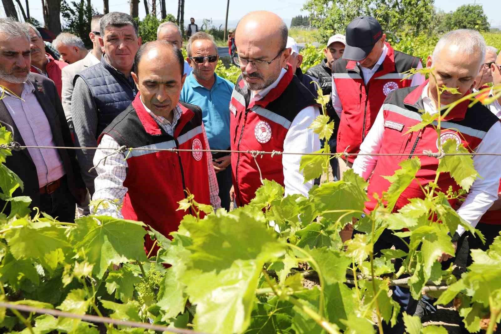 Manisa’da zirai donun yaraları sarılıyor