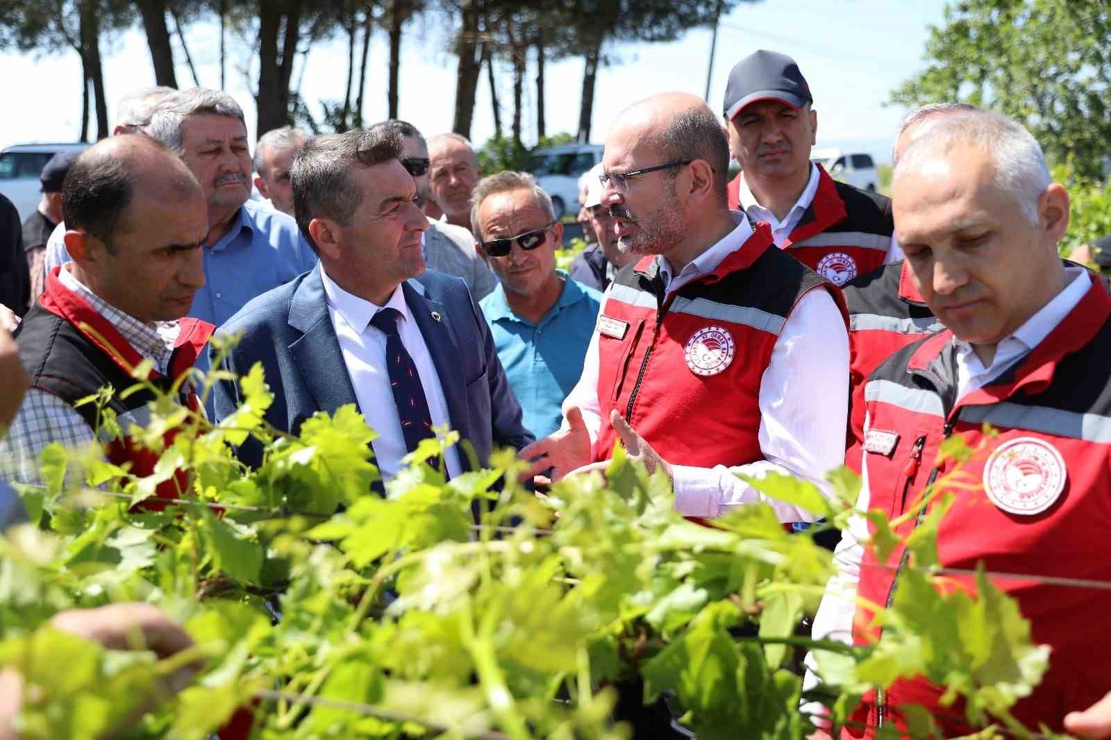 Manisa&rsquo;da zirai donun yaraları sarılıyor
