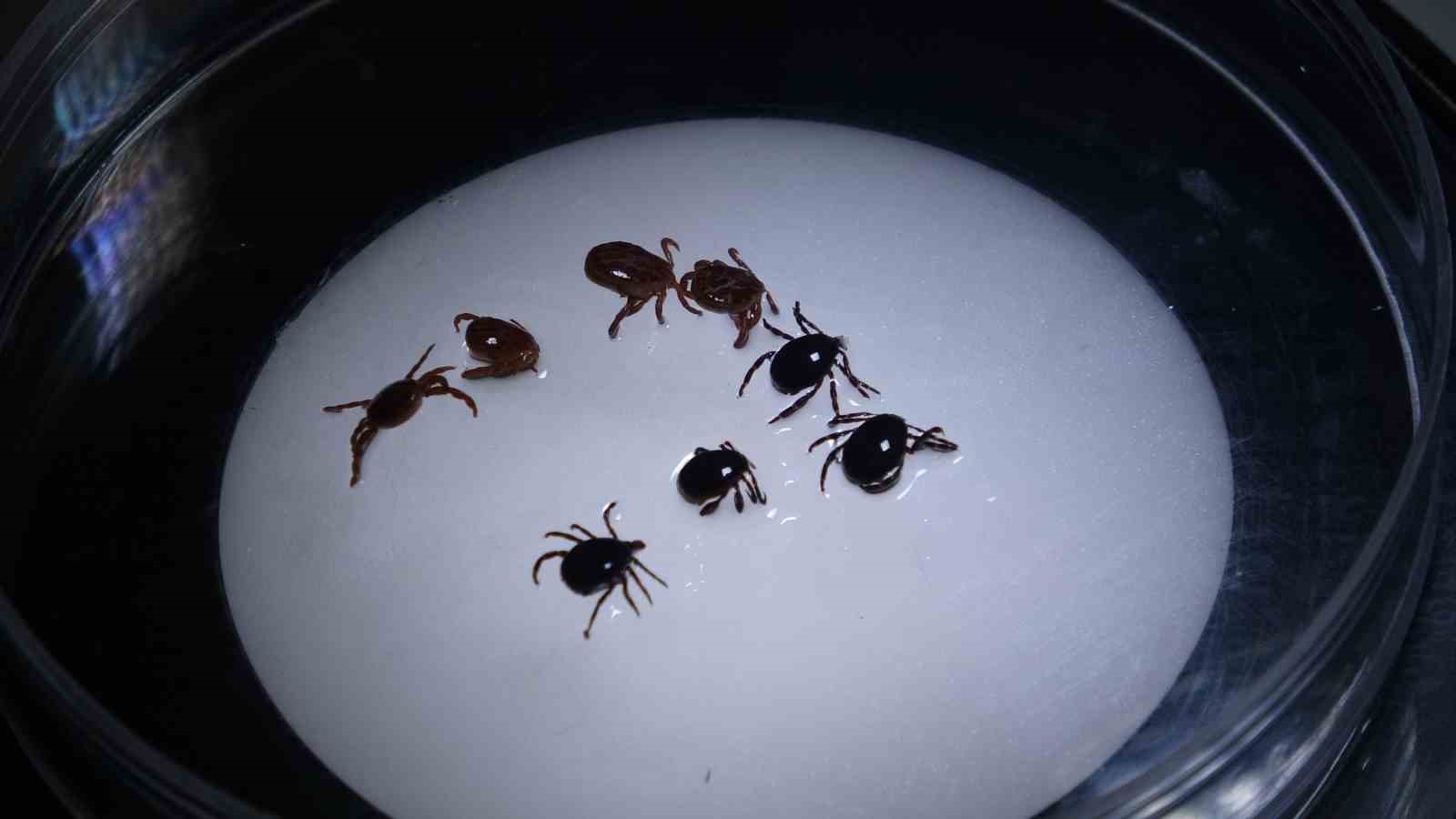 Sivas’ta 8 kişiye KKKA tanısı konuldu, 1 kişi hayatını kaybetti