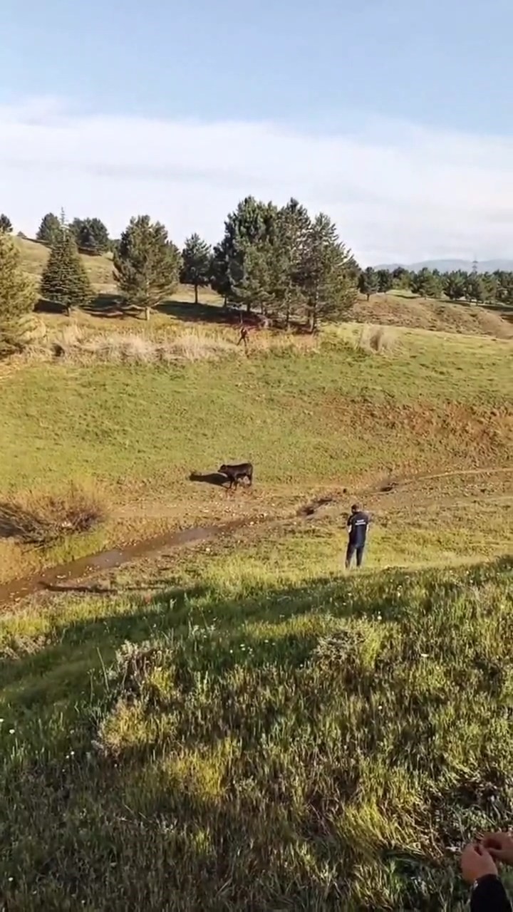 Sahibinin elinden kaçan ineği belediye ekipleri yakaladı
