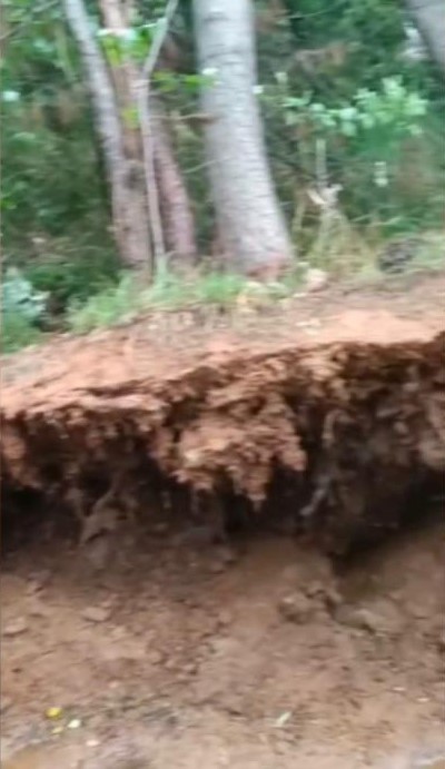 Osmaniye&rsquo;de fırtına ağa&ccedil;ları k&ouml;k&uuml;nden s&ouml;kt&uuml;
