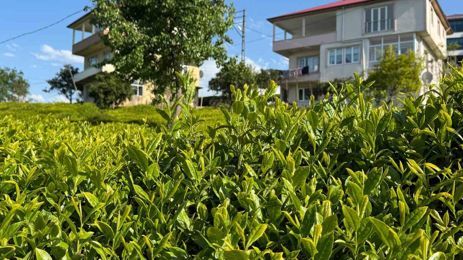 A&ccedil;ıklanan &ccedil;ay taban fiyatı Rizelileri b&ouml;ld&uuml;
