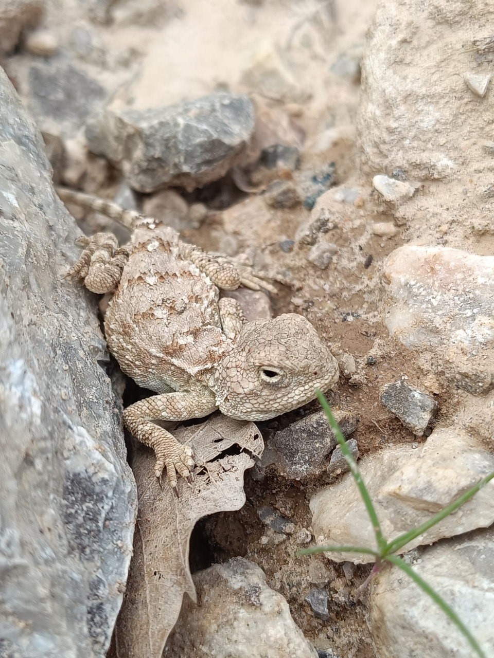 Erzincan’da nesli tükenme tehlikesi altındaki ‘Bozkır Keleri’ görüntülendi