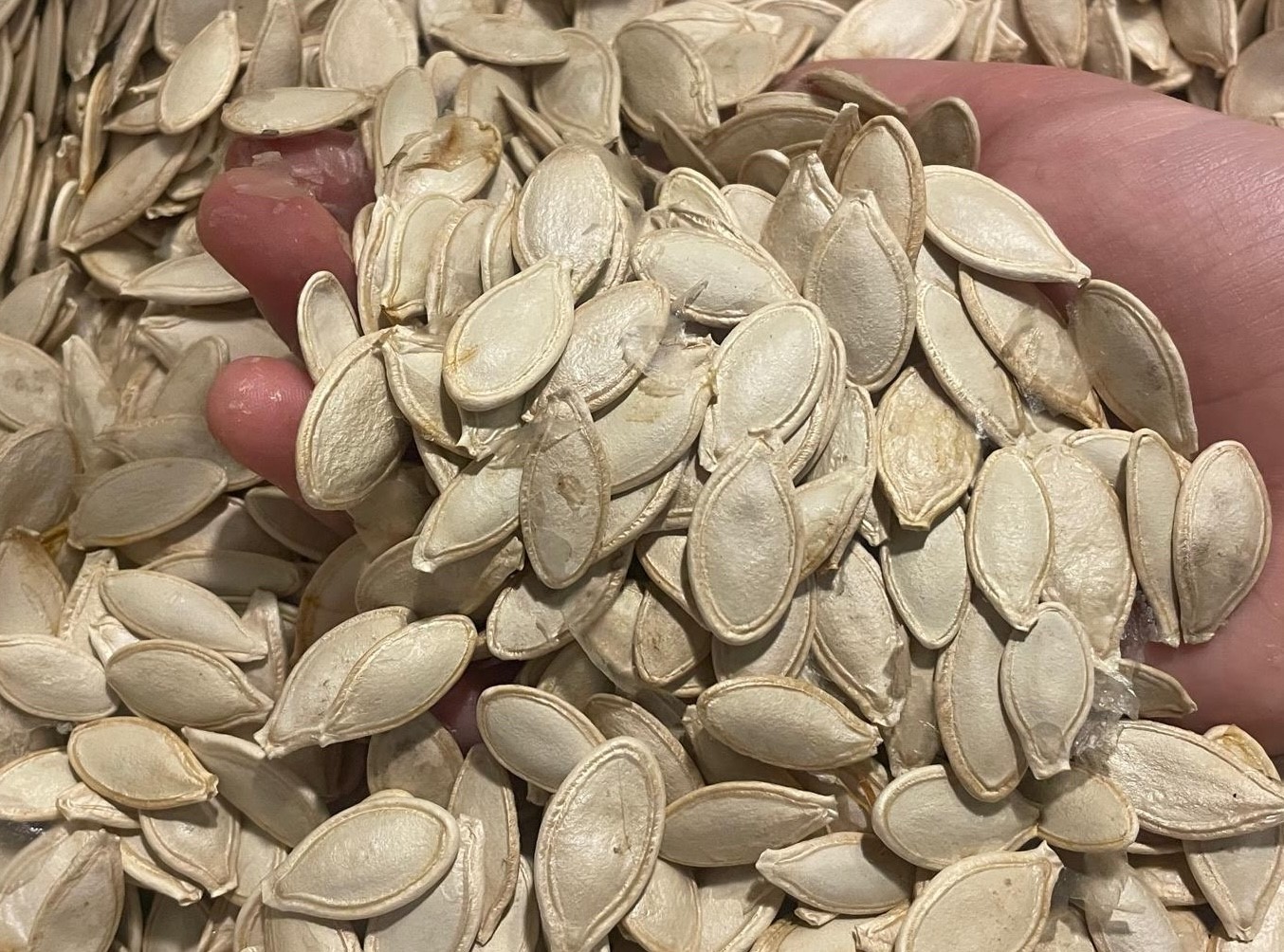 Kabak çekirdeğine "Salmonella", zencefile "Bacillus cereus" nasıl bulaşıyor

