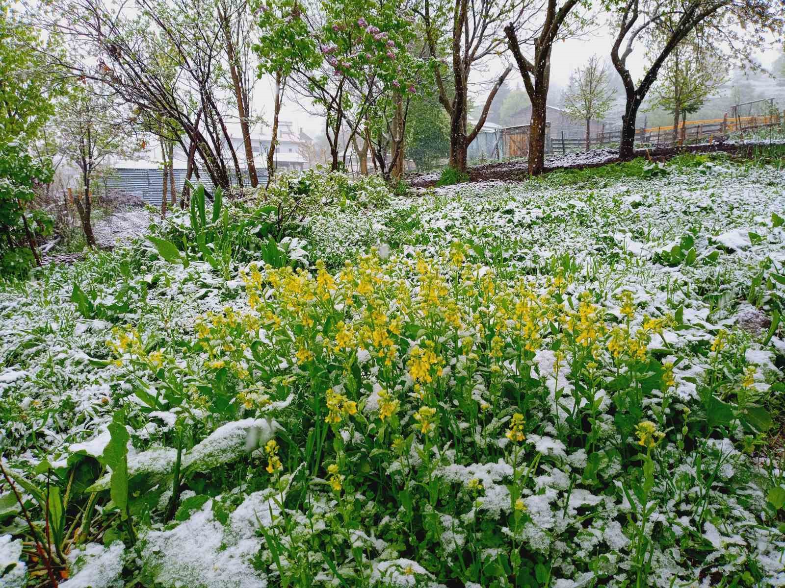 Artvin´de Mayıs ayında kar sürprizi