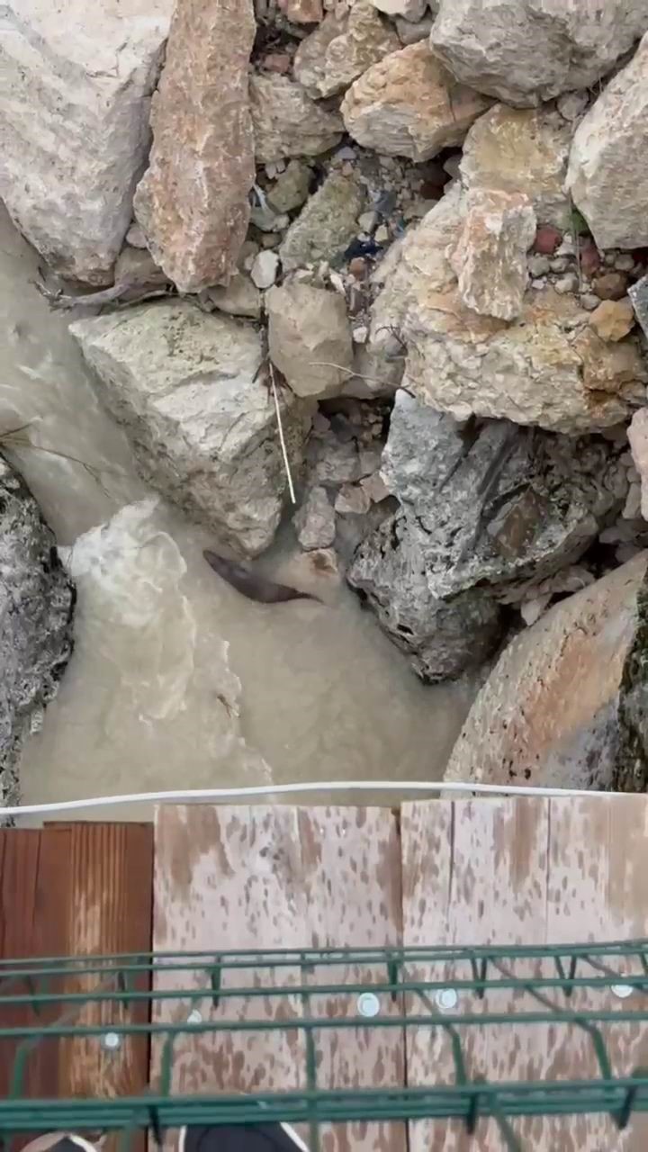 Tağar Çayında su samurları görüntülendi