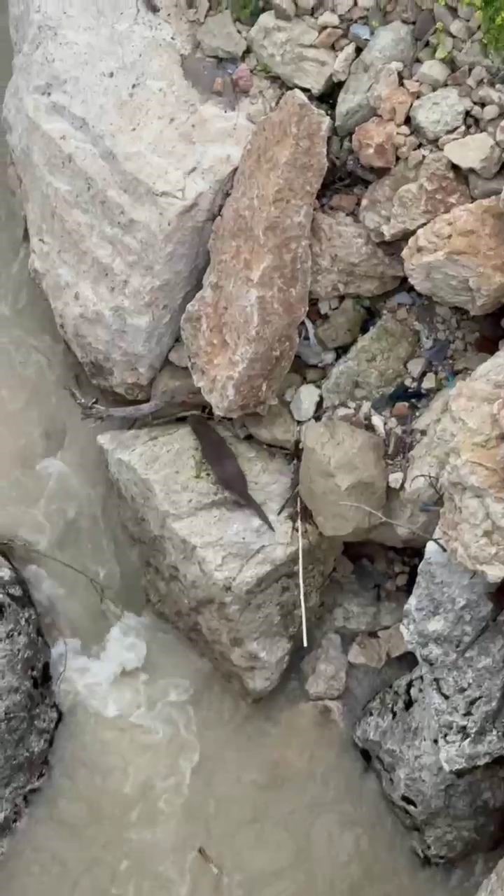 Tağar &Ccedil;ayında su samurları g&ouml;r&uuml;nt&uuml;lendi
