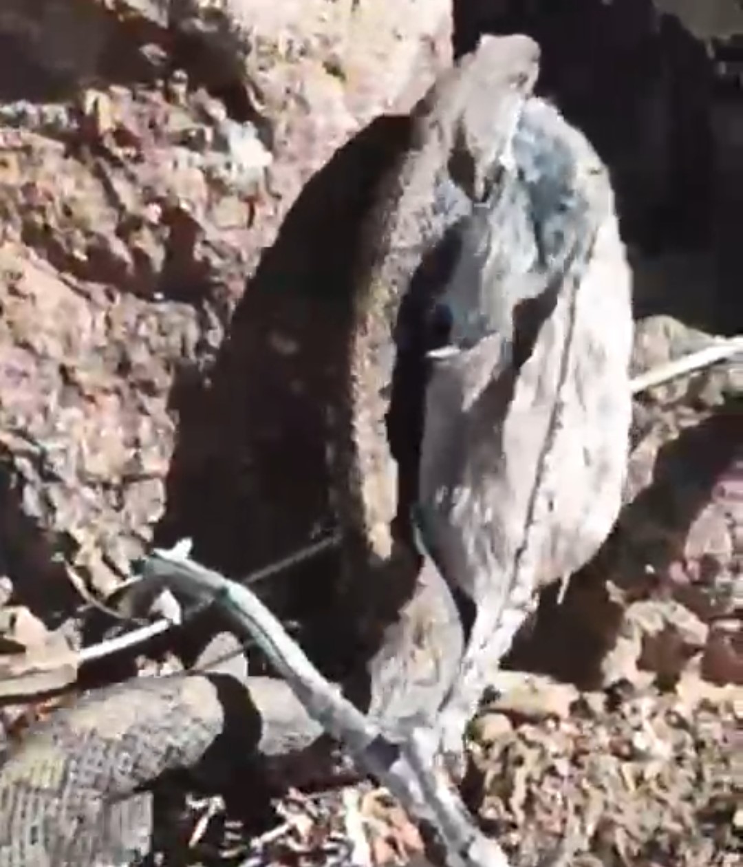 Erek Dağı&rsquo;nda zehirli radde engereği g&ouml;r&uuml;nt&uuml;lendi
