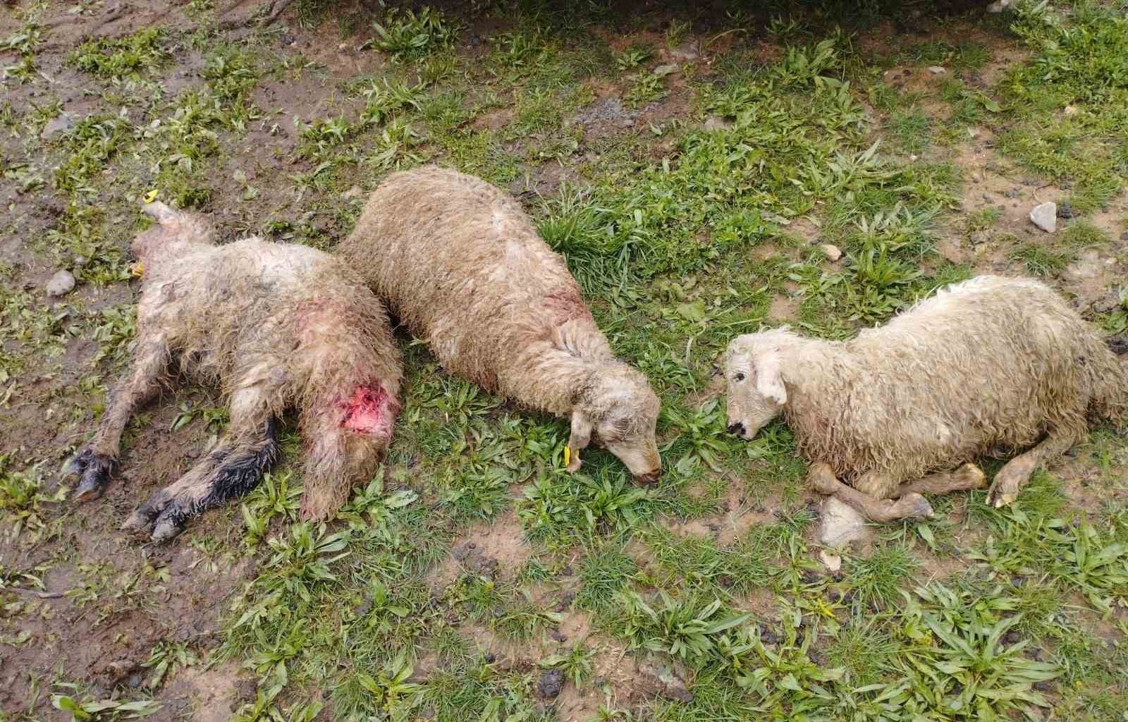 Kurt sürüsü 60 kuzuyu telef etti