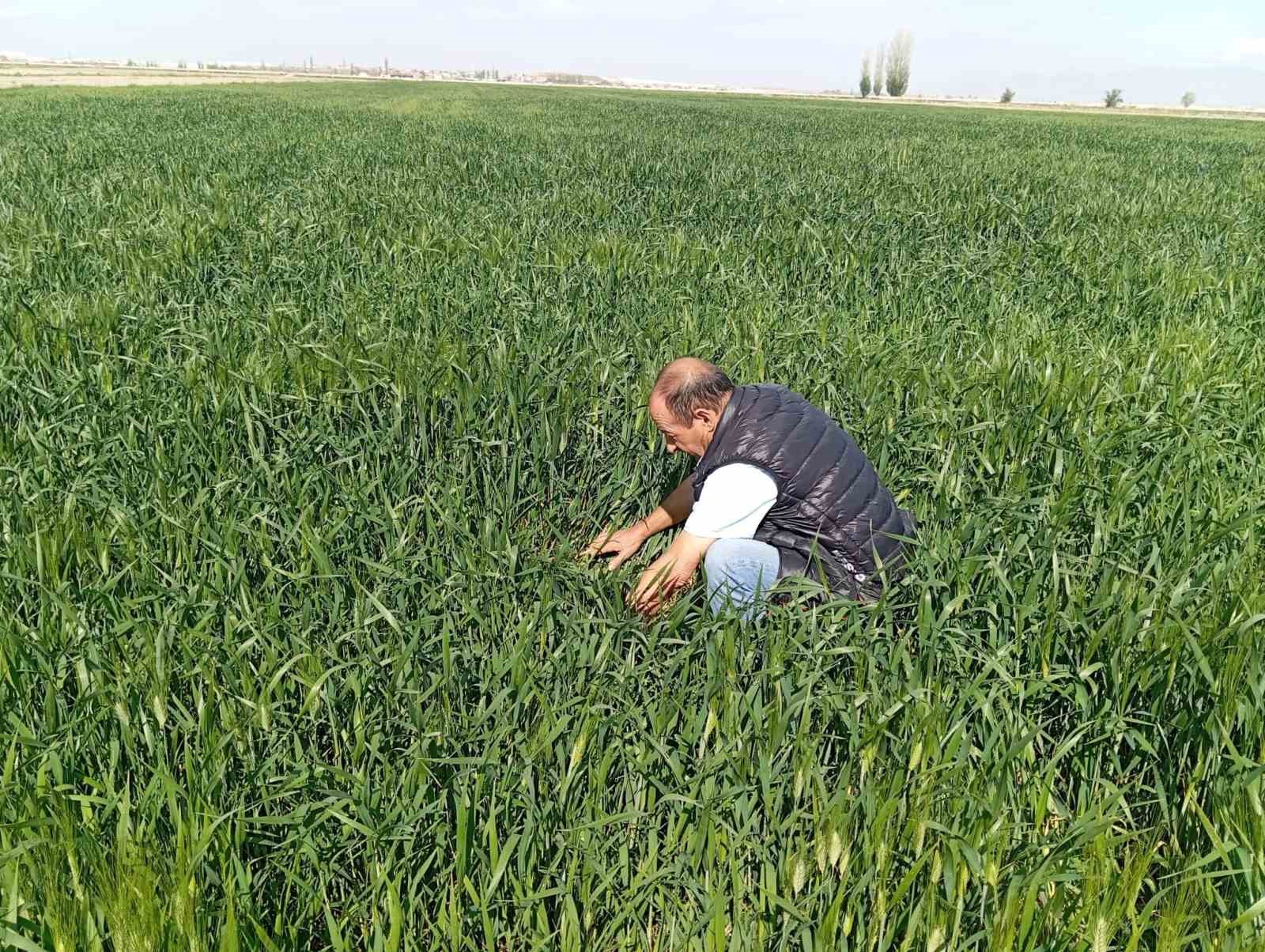 Ereğli’de süne kımıl sürvey çalışmaları başladı