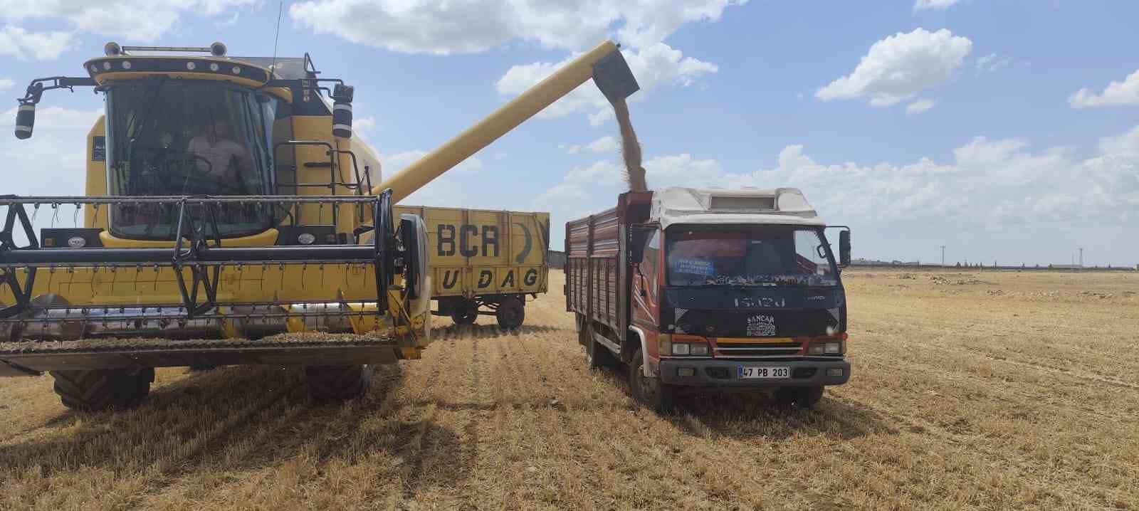 Mardin’de yılın ilk buğdayı tonu 17 bin liradan satıldı
