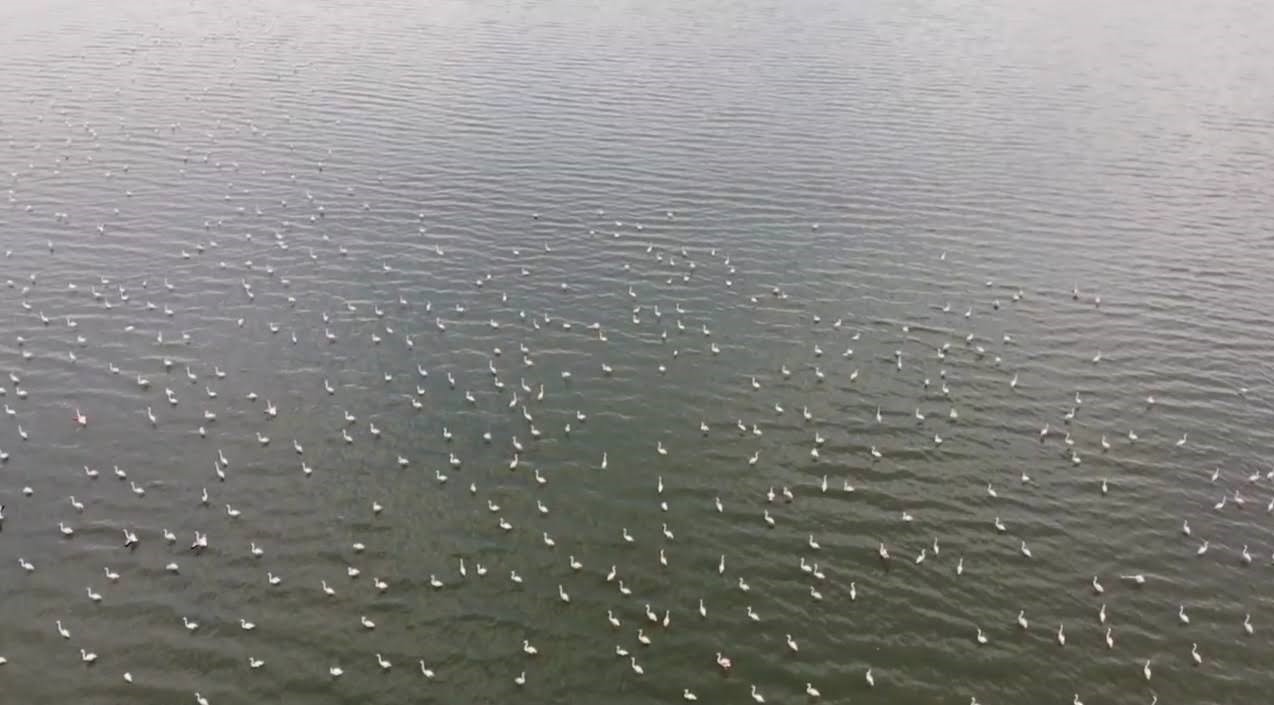 Erçek Gölü’nün narin misafirleri flamingolar gelmeye başladı