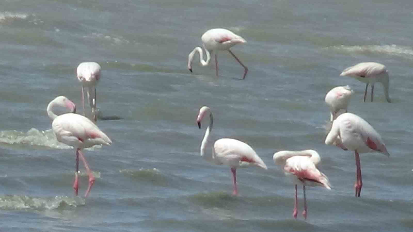 Er&ccedil;ek G&ouml;l&uuml;&rsquo;n&uuml;n narin misafirleri flamingolar gelmeye başladı

