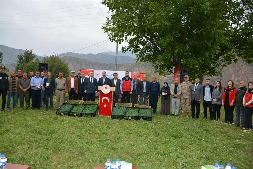 Hakkari’de üreticiye fide desteği