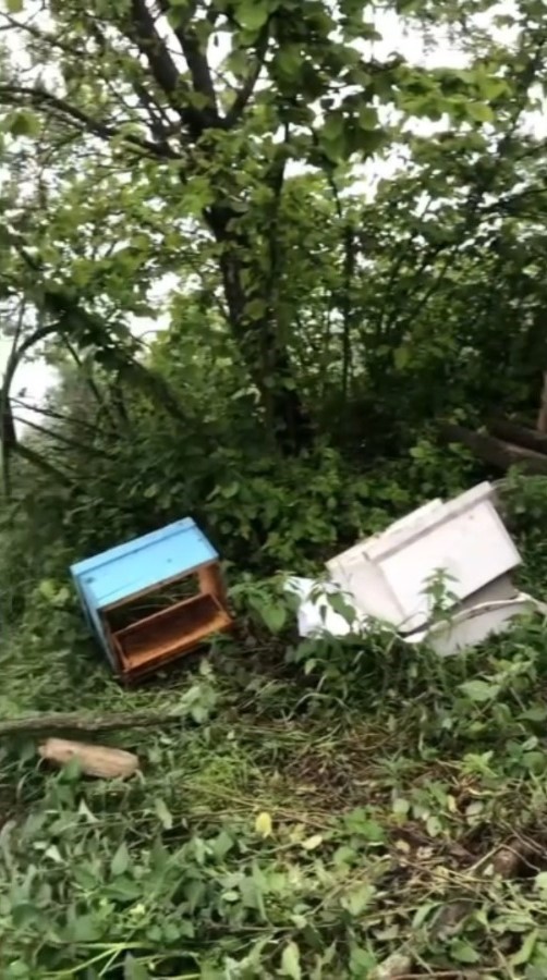 Sinop&rsquo;ta a&ccedil; kalan ayı, arı kovanlarına saldırdı
