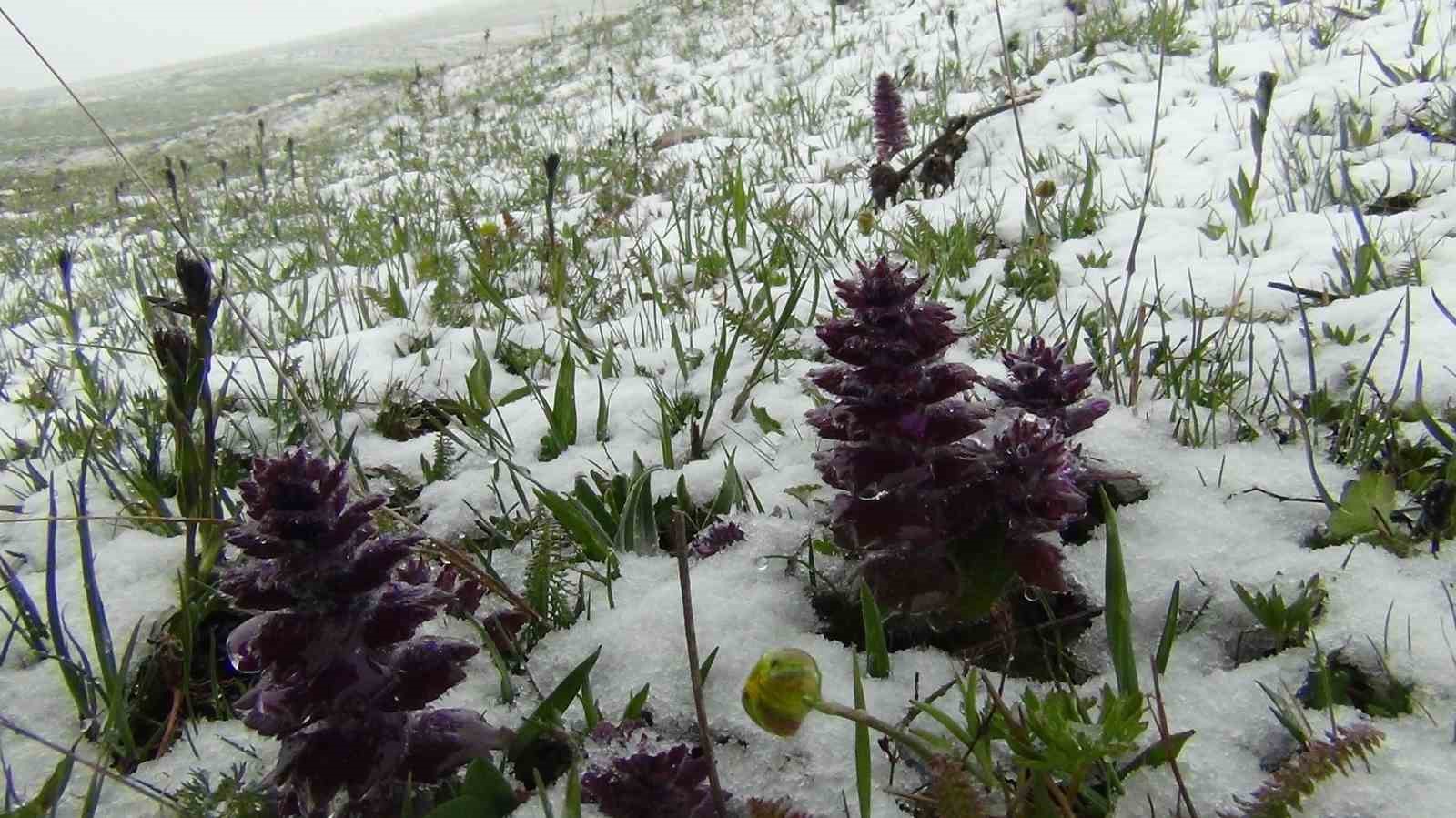 Kars’ta Mayıs karı şaşırttı
