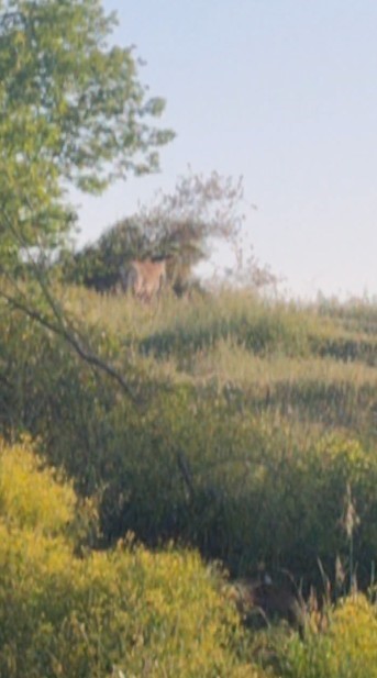 Doğaya salınan kızıl geyikler şehri çok sevdi
